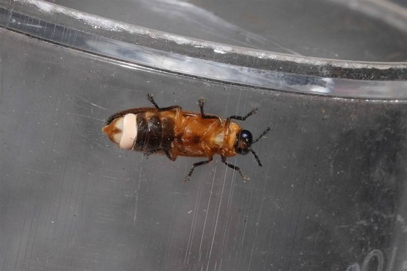 Photo courtesy of Wild Bird Society of Keelung April 10, 2024