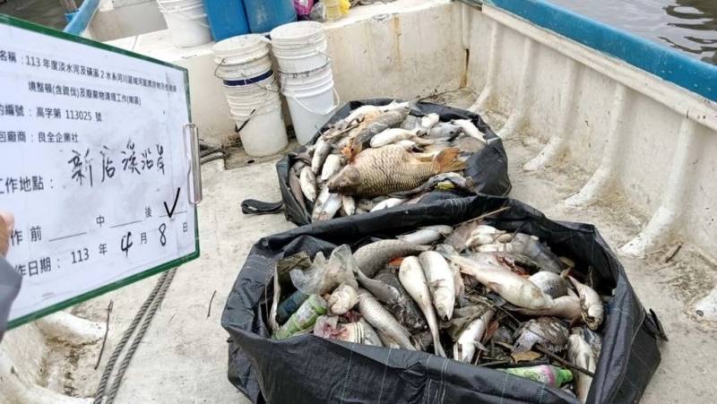 新北市環保局指出，據報自7日起新店溪陸續出現魚群暴斃，經採樣水質無急毒性反應，初判因氣候不穩及夜間缺氧造成魚群死亡，目前雙北已聯合清除約14公噸死魚。（新北市環保局提供）