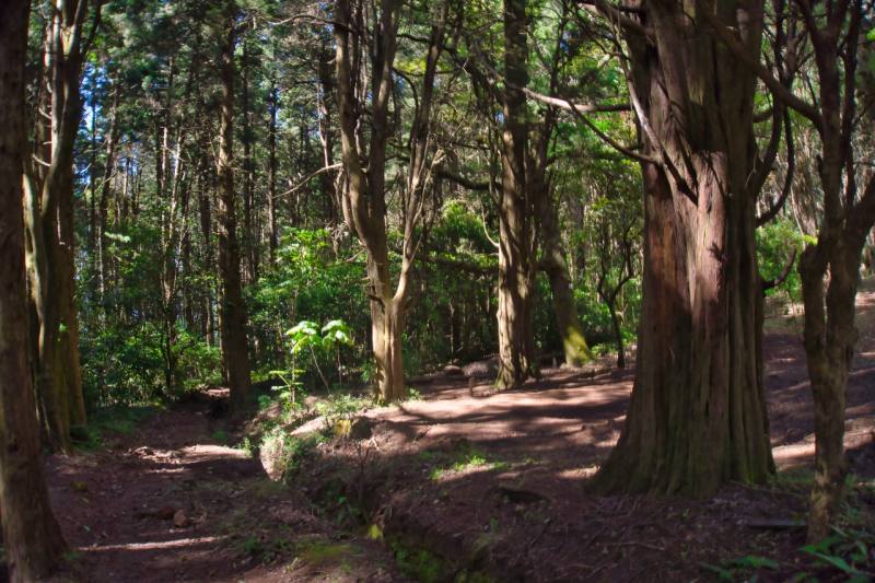 氣候變遷署12日審查農業部所提「森林經營碳匯專案活動」，在新的減量方法學中不再僅限植樹造林，將既有森林的經營管理改善也納入。