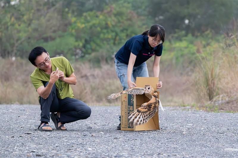 The injured eastern grass owl is being released at a Pingtung County riverbank in this recent photo. Photo courtesy of Pingtung County Government