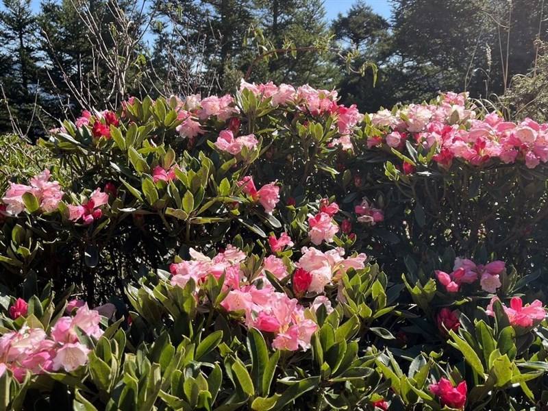 Blooming azalea on Mt. Hehuan is seen this recent photo, while local authorities impose traffic control on the morning of holidays and weekends for the azalea season through June 16. Photo courtesy of Forestry and Nature Conservation Agency's Nantou Branc