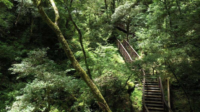 拉拉山國家森林遊樂區-巨木步道 - 林業保育署 提供
