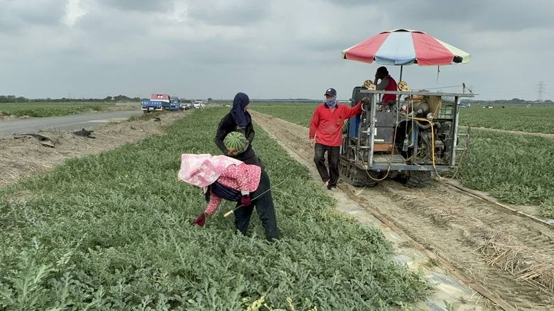 雲林縣瓜農近日開始採摘西瓜，由於今年生長期間無雨，且3月時日夜溫差大，造就西瓜的甜度、脆度更勝以往。