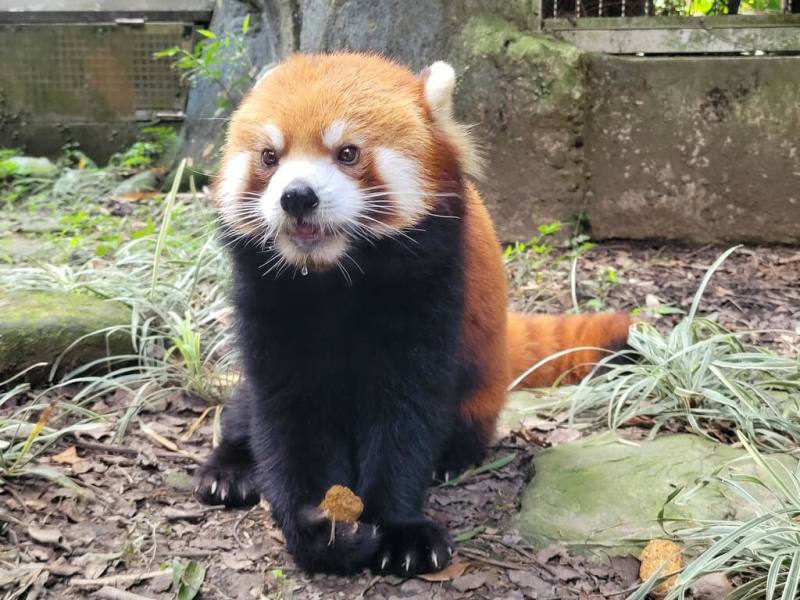 在日本動物園暨水族館協會協調下，台北市立動物園出生長大的小貓熊「可頌」，19日啟程前往日本東京多摩動物公園進行域外族群繁衍任務。（台北市立動物園提供）
