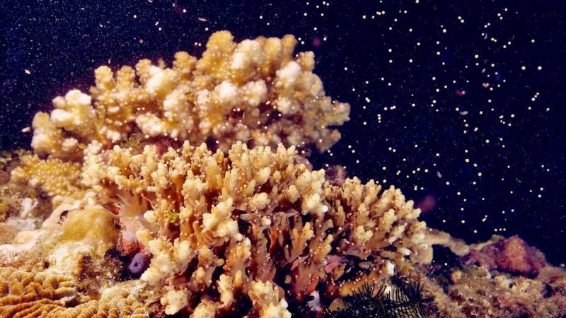 墾丁珊瑚產卵將進入高峰期，墾管處與海生館再度攜手合作，5月1日分別會在官方臉書（facebook）直播珊瑚產卵，讓更多愛海人在第一時刻感受海洋年度盛事。（墾管處提供）