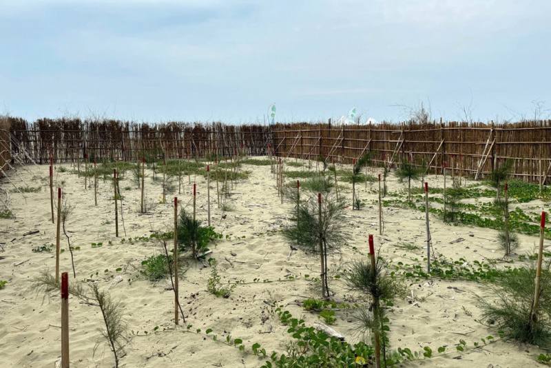 農業部林業及自然保育署嘉義分署與台積電合作，於台南北門雙春近海岸側營造海岸林，防風圍籬內苗木逐漸成長。（嘉義分署提供）
