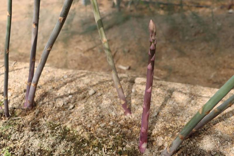 台南區農改場指出，紫蘆筍為新興嬌貴品種，採自土面上，不用削皮部分占整支嫩莖長度比例最多，纖維較少，醣類及花青素含量高，清炒後鮮嫩味甘甜，營養豐富。（台南區農改場提供）