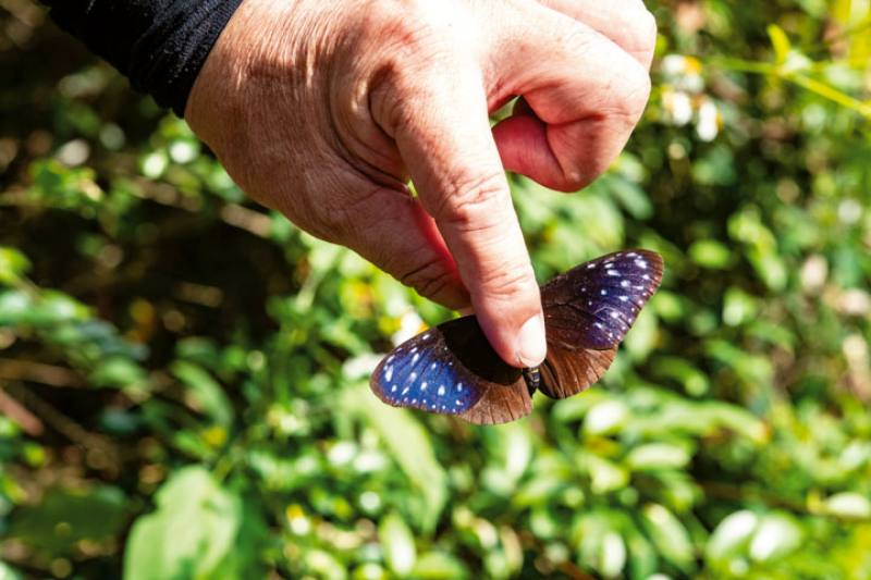 The iridescent colors of crow butterflies’ wings change with the intensity and angle of light and the position of the viewer. The ever-shifting colors are magical.