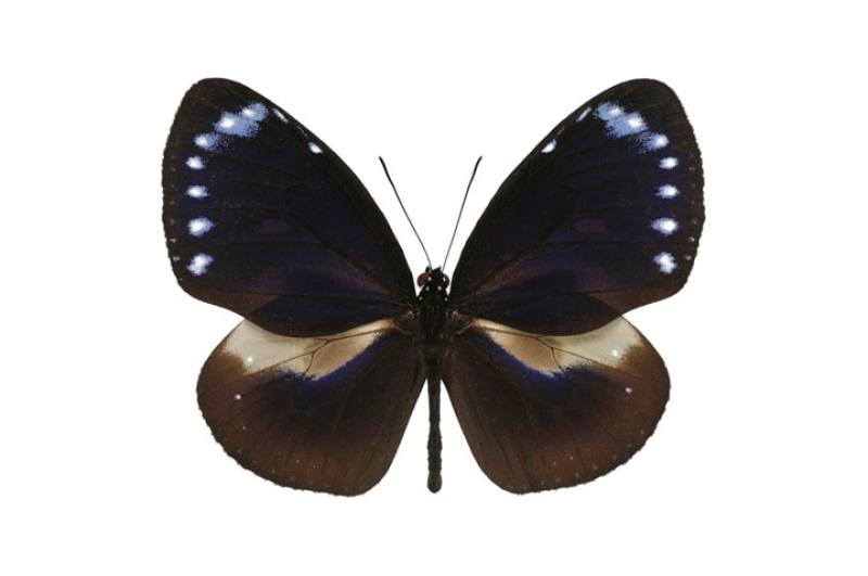 Dwarf crow (Euploea tulliolus koxinga)