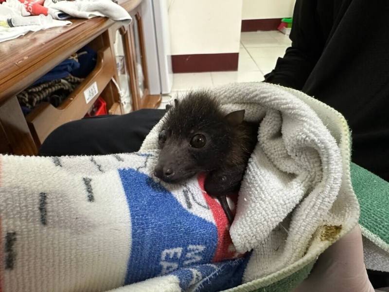 4月間在花蓮失親的台灣狐蝠寶寶，經台東池上野灣動物醫院安置照養，醫院人員排班餵奶，健康狀況良好，水汪汪大眼睛就像長了翅膀的小黑狗。（野灣動物醫院提供）