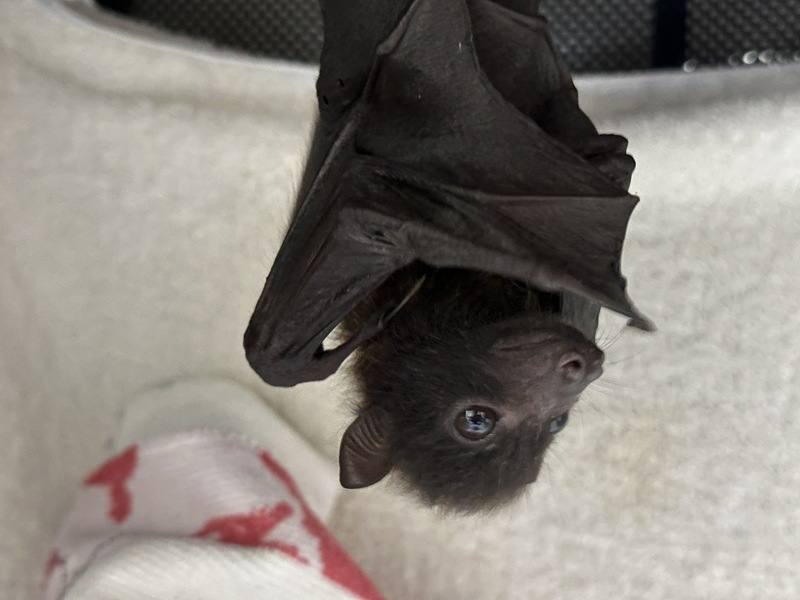 4月間在花蓮失親的台灣狐蝠寶寶，經台東池上野灣動物醫院安置照養，醫院人員排班餵奶，健康狀況良好，體重穩定上升，將破100公克大關。（野灣動物醫院提供）