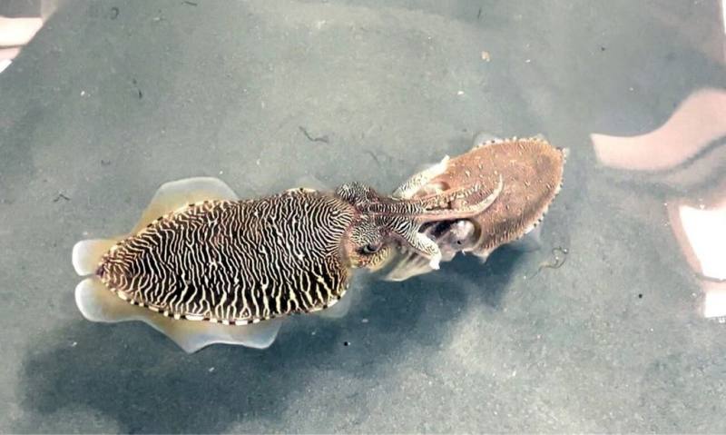 虎斑烏賊又名法老墨魚、法老烏賊，俗名「花枝」，雄性個體（左）在繁殖期全身布滿咖啡色老虎斑紋及白色橫紋，非常明顯。圖為雄雌花枝交配情形。（新北市漁業處提供）