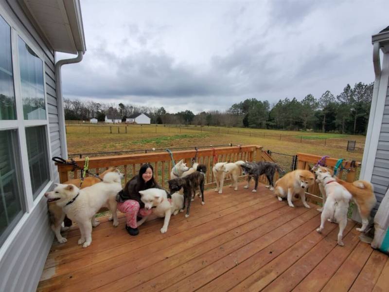 美籍台灣護理師李逸潔打2份工，搬去農場，就為了一群帶傷又生病的高齡秋田犬。要保住整家跨海從台灣來的浪浪，李逸潔差點丟了婚姻。（李逸潔提供）