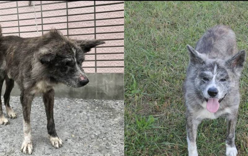 美籍台灣護理師李逸潔搬到鄉下有大院子的農場，再透過友人、代辦及愛心「運犬大使」幫忙，陸陸續續空運流浪秋田犬回家。圖為秋田犬肉包獲救援前後。（李逸潔提供）