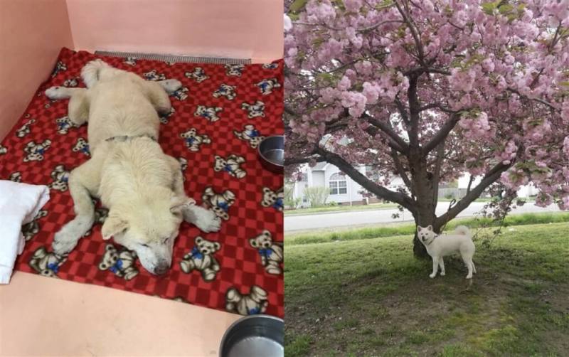 李逸潔這批跨海而來的毛孩，多是沒人收養的年邁秋田犬，眼睛、骨頭及皮膚狀況不一，也有斷腿、癲癇或滲血的新家人年年加入。圖為秋田犬飛飛獲救前後。（李逸潔提供）