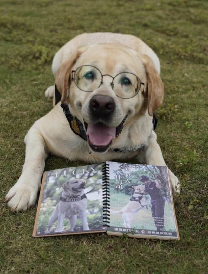 過去萌翻一票人的拉布拉多小警犬福星已長大，呆萌且個性溫和，如今當年奶萌幼犬到了退休年齡，福星也已預約好新家。（警犬福星粉絲團提供）