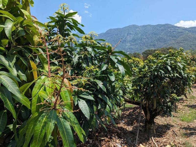 2024年初氣溫忽冷忽熱，讓芒果開花著果不佳，經各公所通報農損及確認災損情形後，農業部納入農產業天然災害現金救助及低利貸款，符合條件的農民可儘速向土地所在區公所申辦。（高雄市農業局提供）