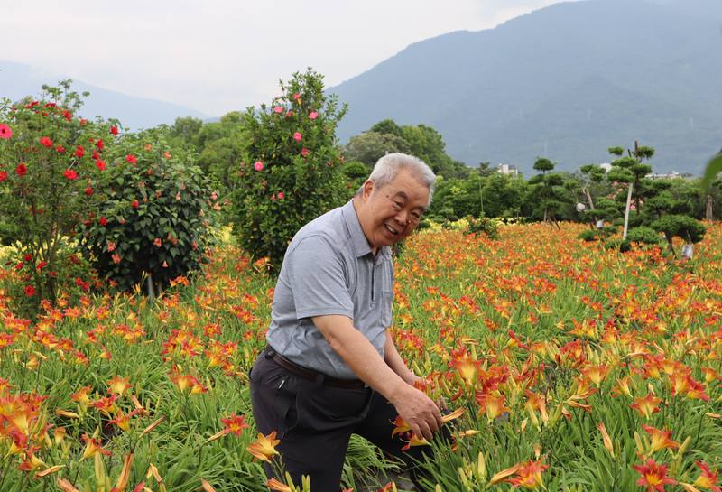 母親節將屆，花蓮吉安鄉農友曾永坤（圖）經營的萱草花田盛開，歡迎民眾前往賞花。