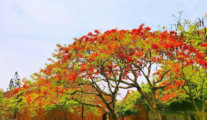 嘉義縣表演藝術中心鳳凰樹火紅豔麗的花近日綻放了，與園內區磚紅色建築互相映襯，吸引民眾駐足。（王泊清提供）