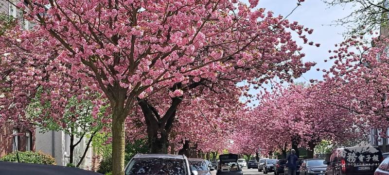 近幾年德國城市也開始遍種植櫻花，每至春櫻盈樹，街邊路旁賞櫻美景處處在