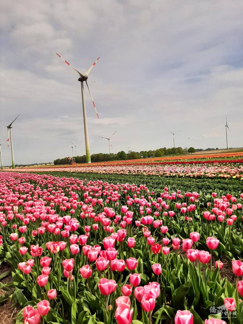 不用到荷蘭，德國北威州就有專供香料採收的鬱金香花田，春景美不勝收