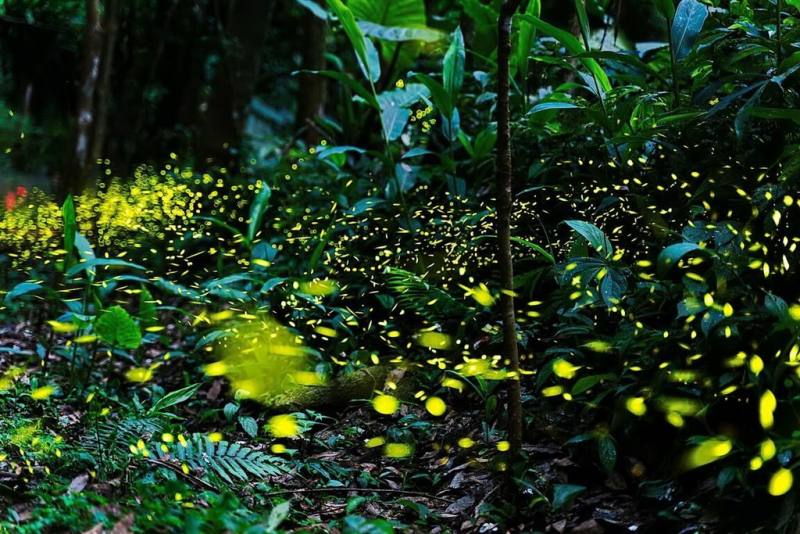 新北市政府觀旅局12日表示，坪林區全區屬於水源保護區，是親近自然及珍惜生態的最佳天然教室，且有許多秘境適合賞螢。（坪林區公所提供）