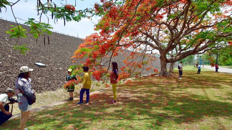 接近夏天嘉義的鳳凰花逐漸綻放，仁義潭大霸下方有著一整排高大的鳳凰木，吸引民眾拍照取景。