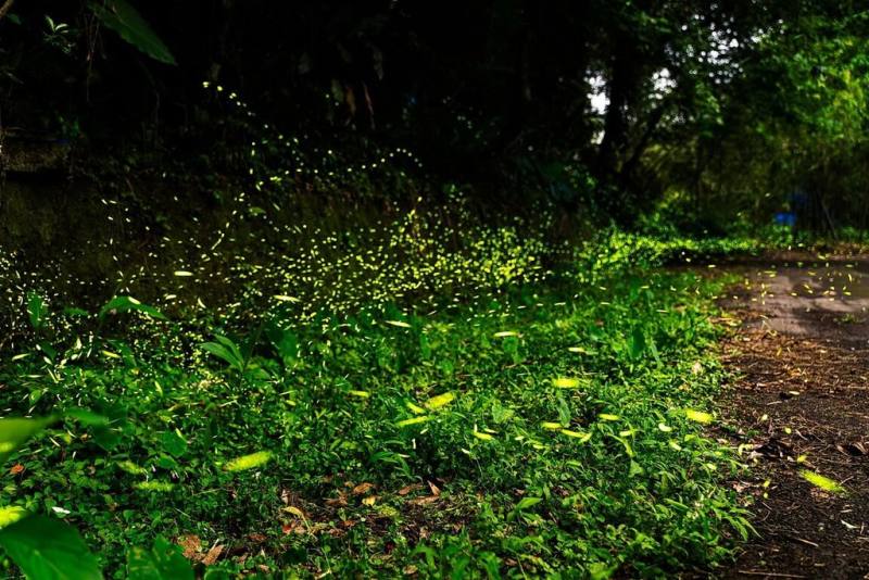 新北市政府觀旅局12日表示，坪林區屬於水源保護區，自然生態豐富沒污染，北勢溪親水吊橋周邊步道、九芎根親水公園等地，都是欣賞閃閃螢光的秘境。（坪林區公所提供）