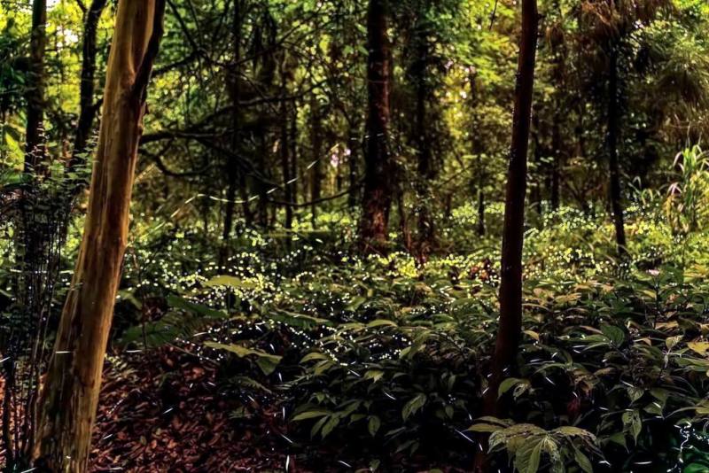 新北市政府觀旅局12日表示，新北景區有不少賞螢秘境，並提醒民眾前往時，應穿長袖、長褲，以布鞋或雨鞋為佳，也不要捕捉螢火蟲，或破壞繁殖環境。圖為坪林區步道滿是螢火蟲飛舞。（坪林區公所提供）