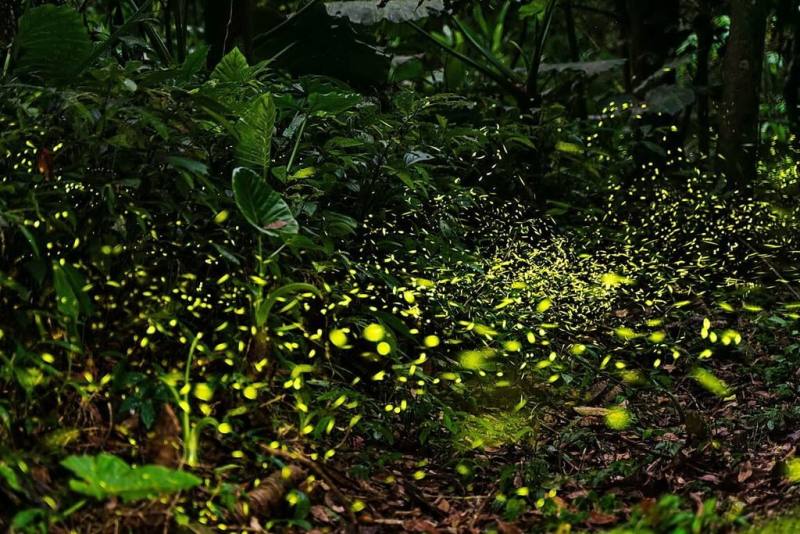 新北市坪林屬水源區生態完整，區公所12日表示，北勢溪河邊小徑賞螢步道、紫東產業道路以及漁光國小校區，皆是晚間最浪漫的賞螢秘境。（坪林區公所提供）