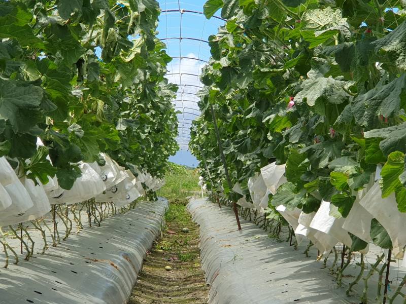宜蘭春作露天試種粗網紋洋香瓜，已初步篩選出「亞瑟國王20號」等具高潛力之品種