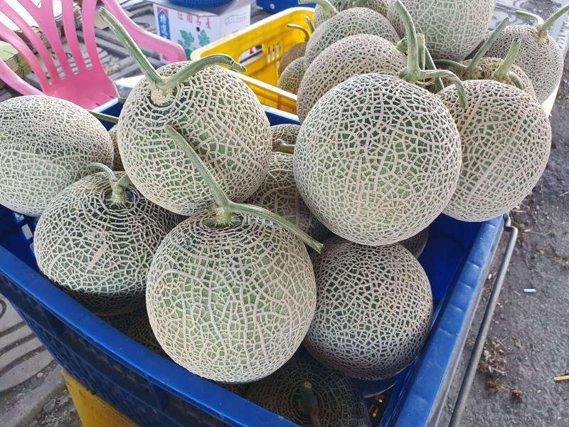 花蓮農改場與壯圍瓜農合作進行高值化粗網紋洋香瓜試種，篩出極具潛力的國產粗網紋洋香瓜「亞瑟國王20號」品種