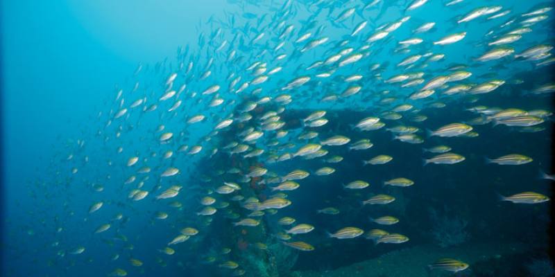 Vast numbers of chicken grunt fish swarm around the sunken ROCS Wan An (AP-523) off the Yilan County section of Taiwan’s Northeast Coast.​​ (photos by PTS Shipwrecks Taiwan)