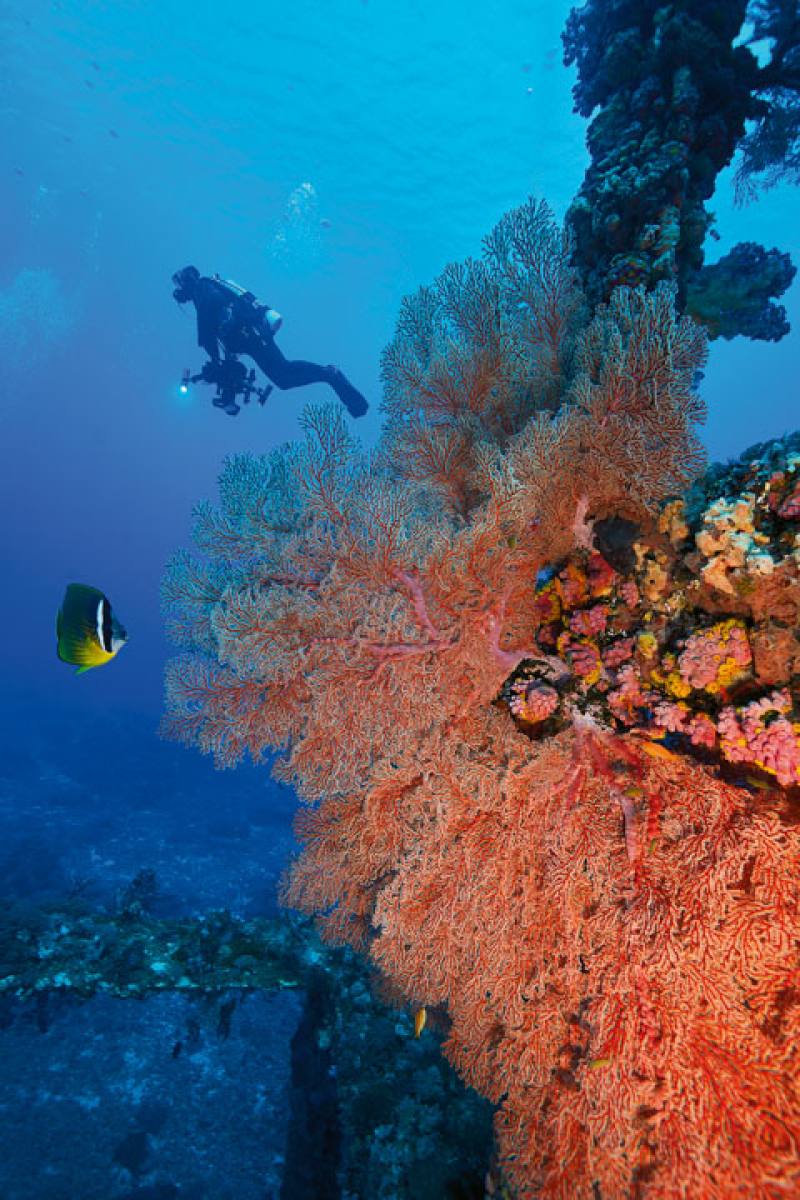 The Fisheries Agency places steel structures on the seafloor to make artificial reefs; this one is covered in corals.​​ (photos by PTS Shipwrecks Taiwan)