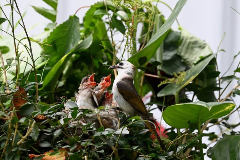 台東市區出現西部白頭翁與東部烏頭翁的雜交混種，更繁衍下一代。鳥類專家表示，不樂見純種烏頭翁核心區域發生雜交，造成基因滲透。圖為頭部僅有一撮黑羽的混種「雜頭翁」親鳥餵食幼鳥。（莊姓鳥友提供）