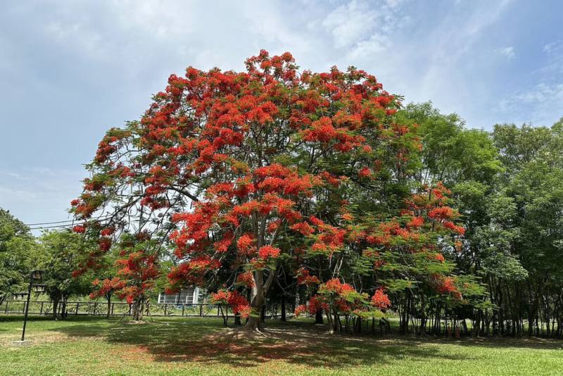 台南山上花園水道博物館園區內鳳凰木群陸續開花，被稱為「花王」的8公尺高大樹，今年疑因經歷多場風雨，加上氣溫變化影響花期，花況不如往年壯觀。（台南市文化局提供）