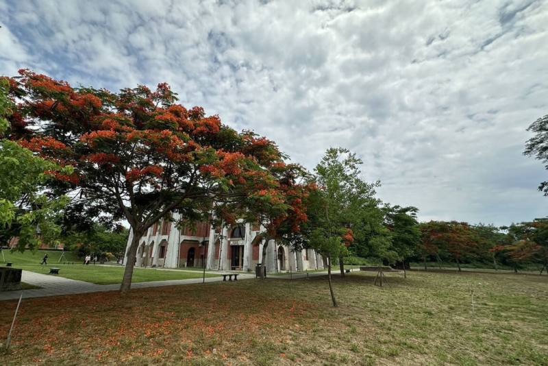 時序進入南部鳳凰花季，台南山上花園水道博物館園區內鳳凰木群陸續開花，遠望好似紅色大傘，成為吸睛焦點。（台南市文化局提供）