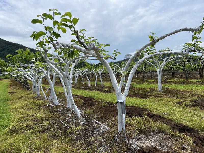 台東農改場研發的枝幹日燒防範技術，是利用輕質碳酸鈣及白膠等資材，噴施於枝幹上，利用白色特性反射太陽光，以降低枝幹表面溫度，避免開裂，具低成本、安全及方便操作等優點；資材配方還能配合添加石灰硫磺合劑，兼具病蟲害防治功效。圖為台東釋迦樹。