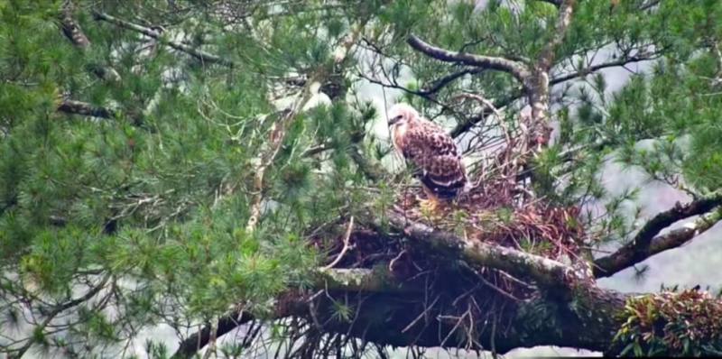 熊鷹為瀕臨絕種一級保育類野生動物，屏東科技大學鳥類生態研究室進行台灣首次熊鷹巢直播，帶領民眾透過鏡頭欣賞在玉山國家公園的熊鷹家族中第3胎「莎倫」的日常生活。（屏科大鳥類生態研究室提供）