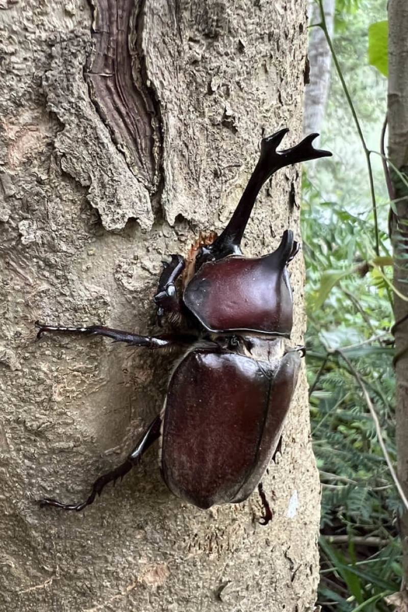 台南市龍崎區牛埔惡地地質公園擁有優質自然環境，每年5、6月可觀察獨角仙生態，近日雨後大量出現，預計到6月底前是觀察好時機。（晁瑞光提供）