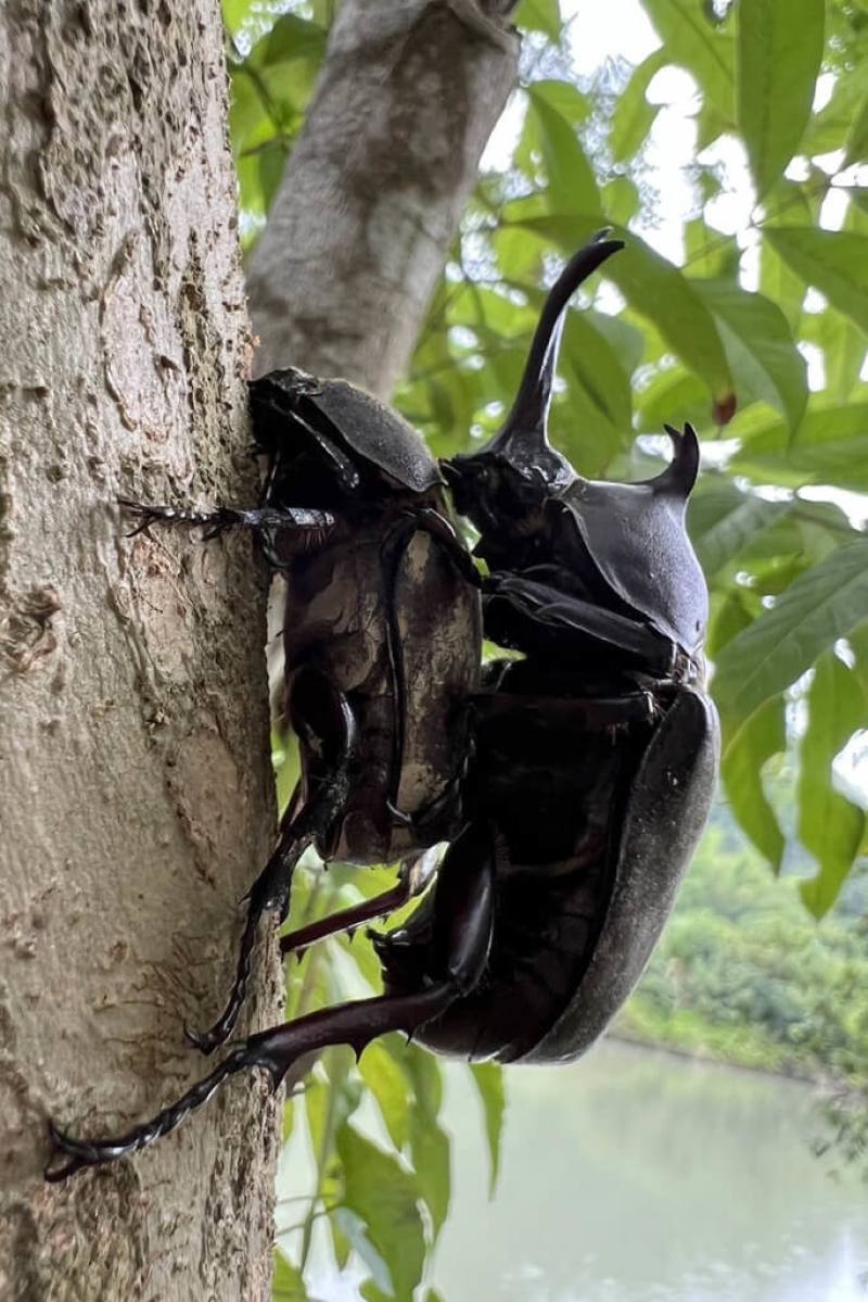 台南市龍崎區牛埔惡地地質公園擁有優質自然環境，每年5、6月可觀察獨角仙生態，近日雨後大量出現，還可看到求偶交配場景。（晁瑞光提供）