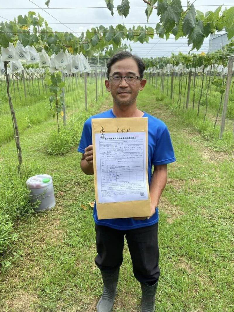 農民吳武銘在彰化縣大村鄉以無農藥方式種葡萄，產量雖不多，品質也較不穩，但為保護土地，讓環境永續發展，他仍堅持理想，守護農業。（吳武銘提供）