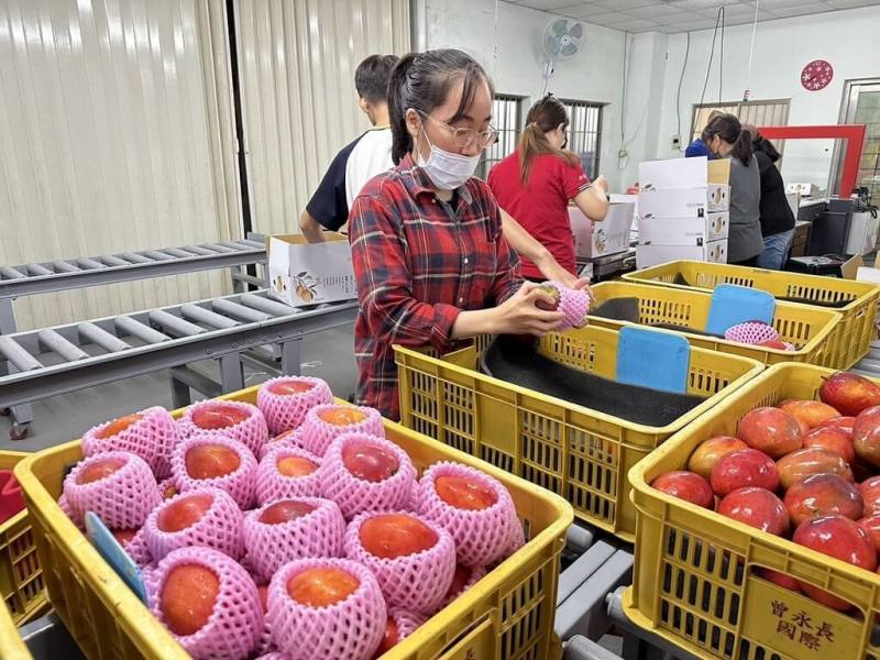 台南芒果正值產季，近日將外銷新加坡，首櫃逾700箱共4公噸的愛文芒果13日封裝進櫃，台南市政府接下來將安排再次前往新加坡推銷芒果，盼讓台南芒果外銷再邁出一大步。（台南市政府提供）
