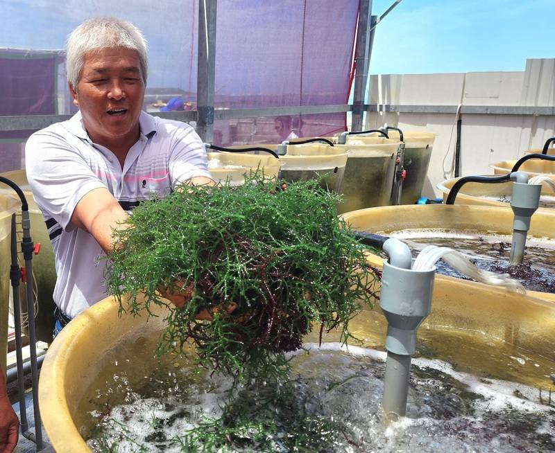 澎湖深具減碳的經濟性海藻「錯綜麒麟菜」，澎湖農漁局15日在馬公菜園陸區養殖場舉辦成果發表會，歡迎其他養殖者加入，並給予技術輔導傳承。