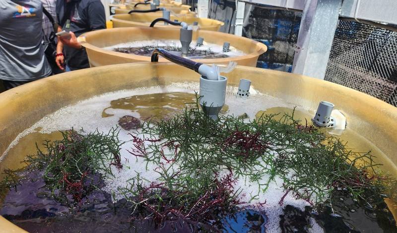 農漁局水產種苗繁殖場表示，澎湖海域水質乾淨，水溫控制在攝氏30度以下，加上養殖技術，非常適合養殖錯綜麒麟菜，且不受天候環境影響，全年都可養殖。