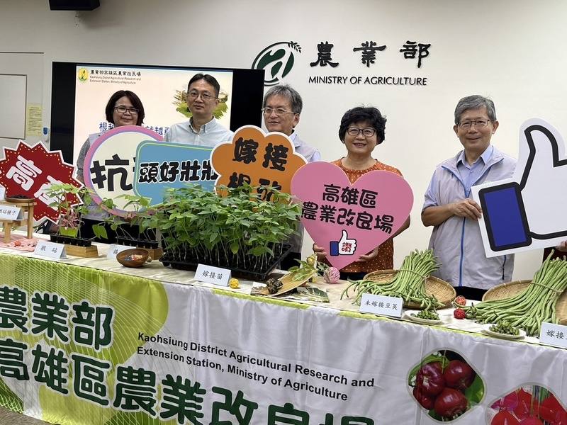 農業部高雄區農業改良場18日召開記者會，發表「長豇豆抗病根砧2.0」，指出抗病根砧2.0比1.0版產量可再增37%。