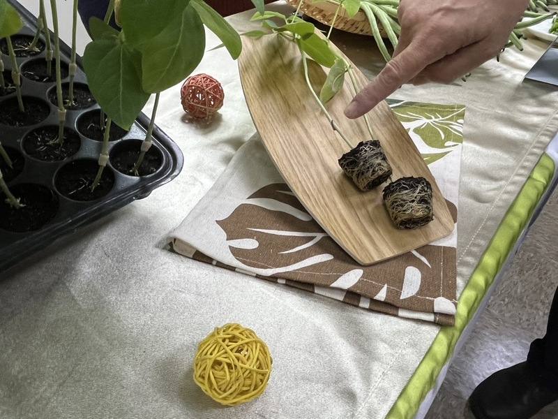 高雄區農業改良場18日說明，使用「抗病根砧」作爲根部，再嫁接目前全台主要的長豇豆栽培品種「三尺青皮」，可大幅提升產量，以最新推出抗病根砧2.0來說，抗病力維持96%以上。