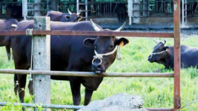 源興牛被農業部公告為新品種。取自源興居生技官網