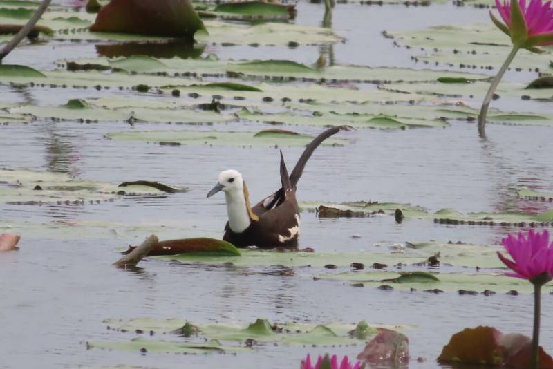 台南市白河區公所人員17日在一處蓮花田發現保育類鳥類水雉，漂亮身影引人目光，由於目前正值水雉繁殖期，代表可能有水雉到白河築巢育雛。（白河區公所提供）
