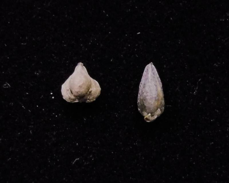 因應市場對蕎麥需求擴增，農業部台中區農改場指出，目前市面上主要栽種苦蕎品種為「台中2號」（右），2024年3月新育成「台中7號」（左），相較於「台中2號」更有利加工進行。（台中區農改場提供）